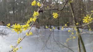 Zaubernuss in voller Winterblüte